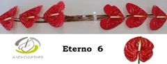 Anth A Eterno 13cm Ø