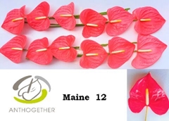 Anth A Maine 13cm Ø