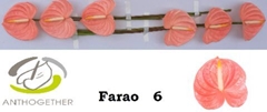 Anth A Farao 13cm Ø