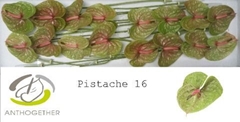 Anth A Pistache 11cm Ø