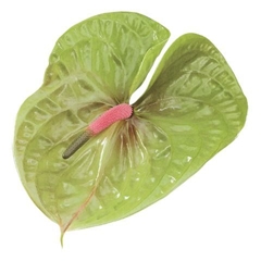 Anth A Pistache 11cm Ø