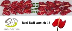 Anth A Red Bull 11cm Ø