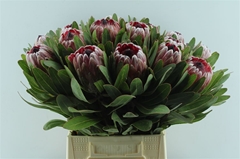 Protea Pink Ice 40cm