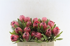 Protea Red Ice 50cm