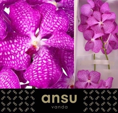 Vanda Kan Mag Pink 25cm