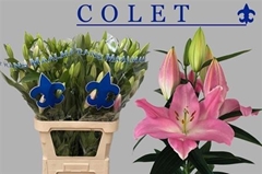 Li Or Colet 95cm 65+