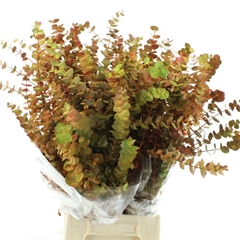 Eucalyp Klb Bs H% 70cm 300gram