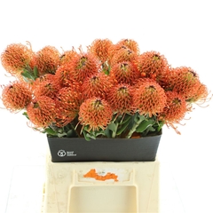 Leuco Nut Sunrise 45cm