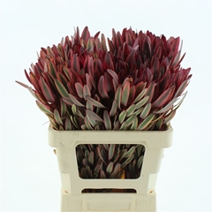 Leucad Jester 60cm