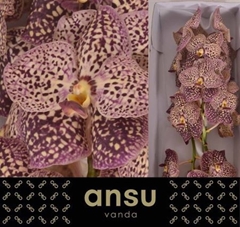 Vanda Su Oce Sangria 25cm