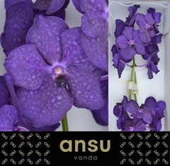 Vanda Tayan M D Blue 25cm