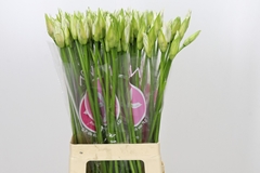 Ne Bo Bianca Perla 70cm