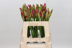 Ne Bo Ras Van Roon 55cm