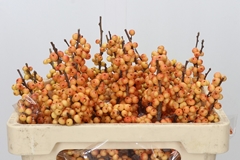 Ilex Ve Ilexia Julia 50cm