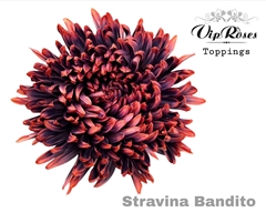 Chr G Stravina Bandito