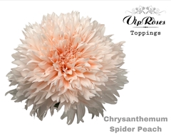 Chr G Spider Peach