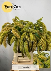 Seta Ital Volle Melk 70cm