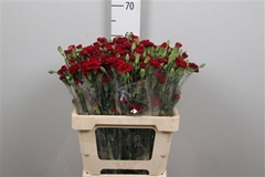 Di Tr Chateau 60cm 23