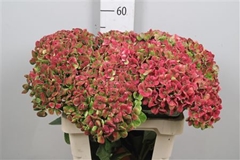 Hydr Magic Coral Cl 60cm 18cm Ø