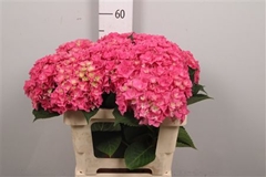Hydr M Royal Kiss 60cm 20cm Ø