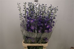 Delph El Delph Power 120cm 34