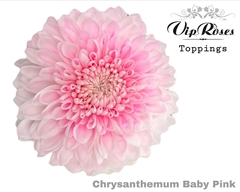 Chr G Baby Pink