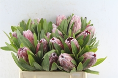 Protea Pink Ice 30cm