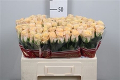 R Gr Top Fair! 50cm