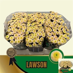 Chr S Lawson 55cm