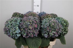 Hydr Ma Pimpernel Cl 100cm 24cm Ø
