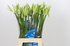 Ne Bo Greenw Emeral 70cm