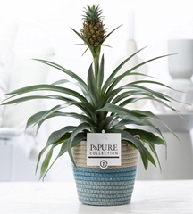Ananas Rosita 12Ø 35cm