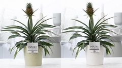Ananas Rosita 12Ø 35cm