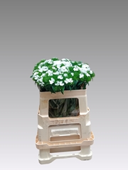 Di Barb S Will White 50cm 23