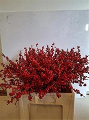 Ilex V Magical Berry 60cm