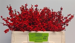 Ilex Vert (RODE Bes) 50cm