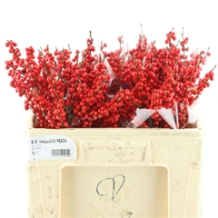 Ilex Vert (RODE Bes) 50cm