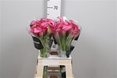 Zanted Zazu 65cm
