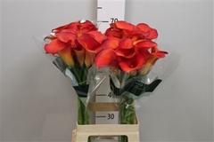 Zant Captain Trinity 70cm