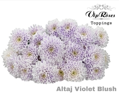 Chr T Altaj Violet Blush