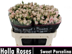 R Tr Sweet Porcelina 70cm 75+