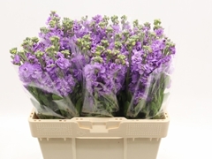Matth Impala Lavende 50cm 24