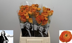 Ran Elegance Orange 40cm 20gram