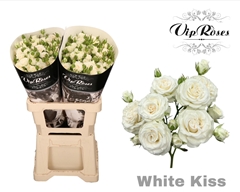R Tr White Kiss+