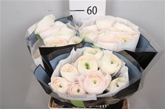 Ran Su Hanoi 60cm 10gram