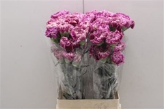 Di St Merletto Purple