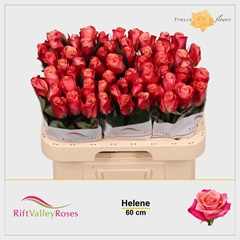 R Gr Helene