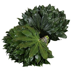 Fatsia Japonica Bs 60cm