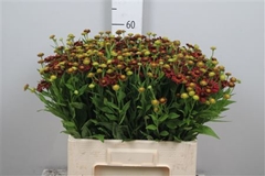 Helen Red King 60cm