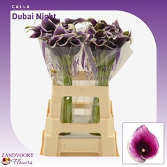 Zant Dubai Nights 60cm